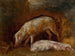 Studie van varkens - Alexandre-Gabriel Decamps — weergave van het kunstwerk