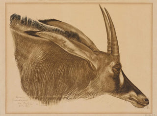 Alexandre Jacovleff - Antilope Hippotrague.webp