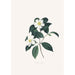 Illustraties en beschrijvingen van de planten die de natuurlijke orde van de Camellieae vormen Pl03 - Alfred Chandler — weergave van het kunstwerk