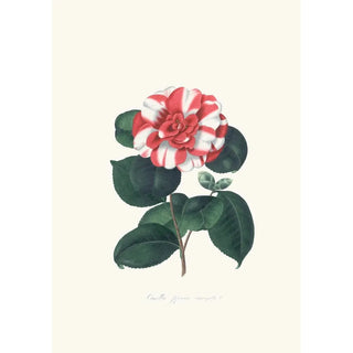 Alfred Chandler - Illustrations and descriptions of the plants which compose the natural order Camellieae Pl06.webp