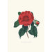 Illustraties en beschrijvingen van de planten die de natuurlijke orde van de Camellieae vormen Pl10 - Alfred Chandler