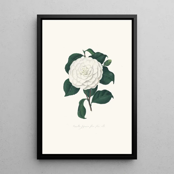 Alfred Chandler - Illustrations and descriptions of the plants which compose the natural order Camellieae Pl11.webp