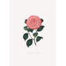Illustraties en beschrijvingen van de planten die de natuurlijke orde van de Camellieae vormen Pl14 - Alfred Chandler