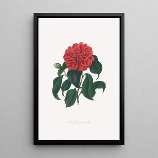 Alfred Chandler - Illustrations and descriptions of the plants which compose the natural order Camellieae Pl18.webp