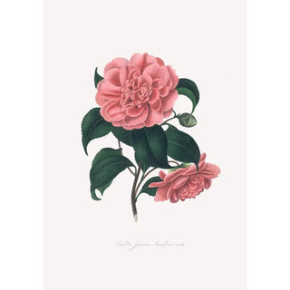 Alfred Chandler - Illustrations and descriptions of the plants which compose the natural order Camellieae Pl19.webp