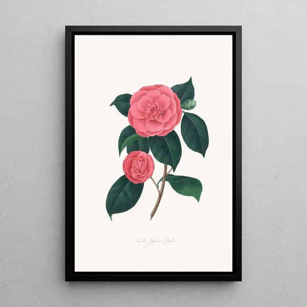 Alfred Chandler - Illustrations and descriptions of the plants which compose the natural order Camellieae Pl28.webp