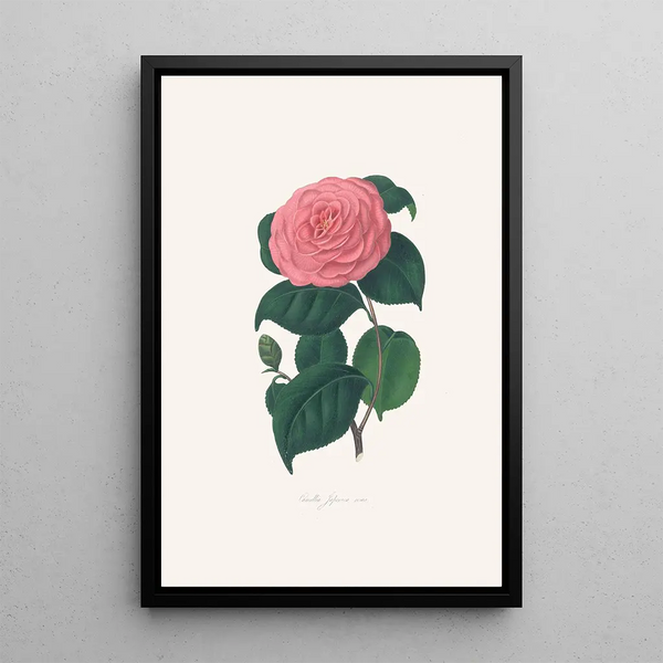 Alfred Chandler - Illustrations and descriptions of the plants which compose the natural order Camellieae Pl29.webp