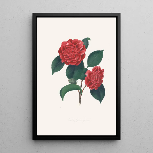 Illustraties en beschrijvingen van de planten die de natuurlijke orde van de Camellieae vormen Pl32 - Alfred Chandler