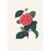 Illustraties en beschrijvingen van de planten die de natuurlijke orde van de Camellieae vormen Pl35 - Alfred Chandler