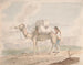 Kamelen met last - Alfred Diston — weergave van het kunstwerk