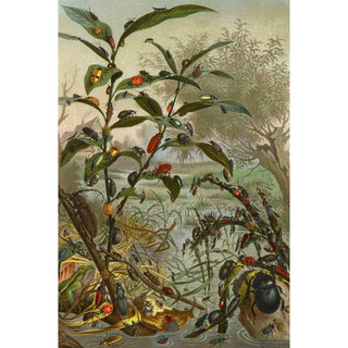 Alfred Edmund Brehm - Die Insekten Tausendfussler und Spinnen Pl 02.webp