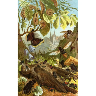 Alfred Edmund Brehm - Die Insekten Tausendfussler und Spinnen Pl 03.webp