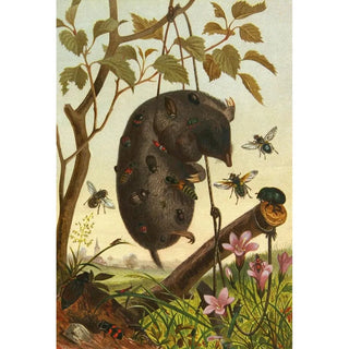 Alfred Edmund Brehm - Die Insekten Tausendfussler und Spinnen Pl 04.webp