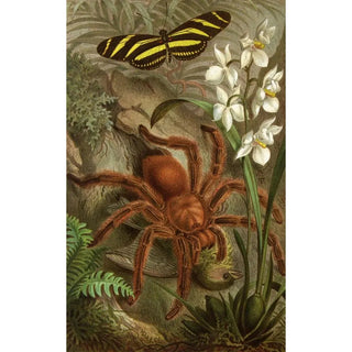 Alfred Edmund Brehm - Die Insekten Tausendfussler und Spinnen Pl 21.webp