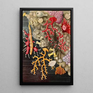 Alfred Frdol - Corail.webp