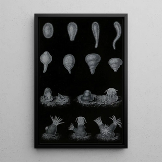 Alfred Frdol - Dveloppement du Corail.webp