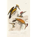 Monographie des picidés pl05 - Alfred Malherbe — artwork view