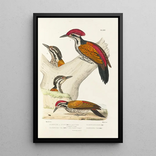 Alfred Malherbe - Monographie des picides pl10.webp