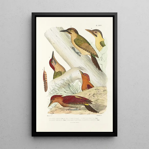 Alfred Malherbe - Monographie des picides pl15.webp