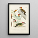 Reproductie van het schilderij Monografie des picides pl25 - Alfred Malherbe
