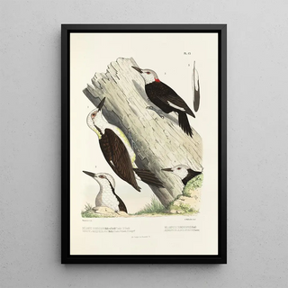 Alfred Malherbe - Monographie des picides pl30.webp