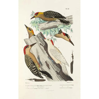 Alfred Malherbe - Monographie des picides pl31.webp