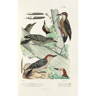 Alfred Malherbe - Monographie des picides pl32.webp