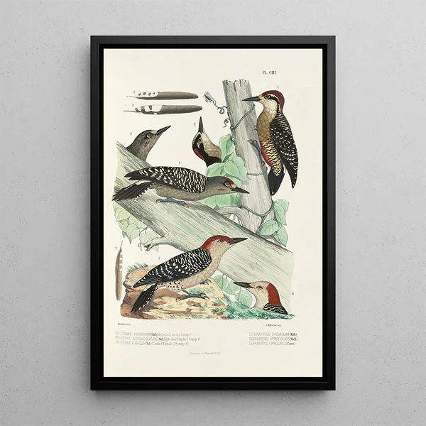Monografie van de picides pl32 - Alfred Malherbe — ingelijst kunstwerk aan de muur