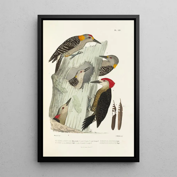 Reproductie van het schilderij Monografie des picides pl33 - Alfred Malherbe