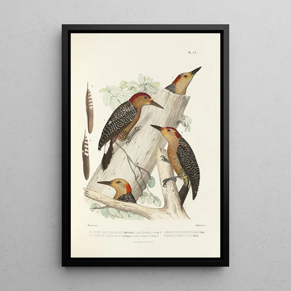 Reproductie van het schilderij Monografie van de picides pl34 - Alfred Malherbe