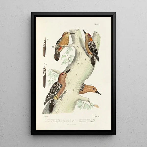 Monografie van de picides pl35 - Alfred Malherbe — ingelijst kunstwerk aan de muur
