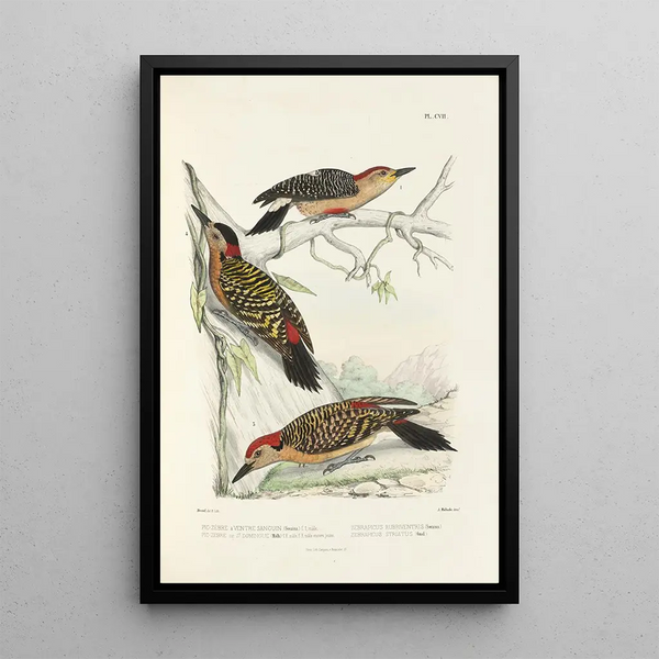 Reproductie van het schilderij Monografie des picides pl36 - Alfred Malherbe