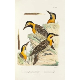 Alfred Malherbe - Monographie des picides pl37.webp