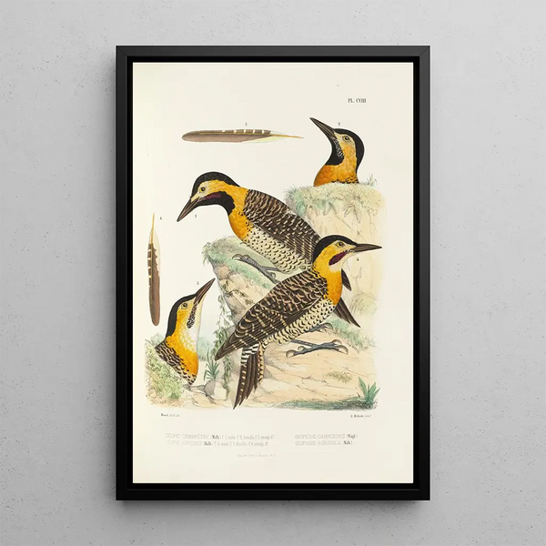 Monografie des picides pl37 - Alfred Malherbe — ingelijst kunstwerk aan de muur