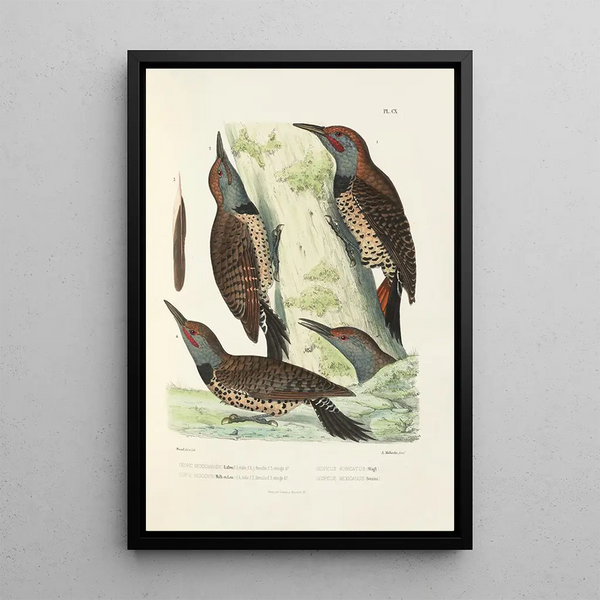 Monografie des picides pl39 - Alfred Malherbe — ingelijst kunstwerk aan de muur