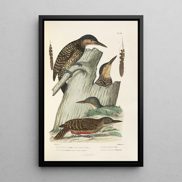 Reproductie van het schilderij Monografie des picides pl40 - Alfred Malherbe