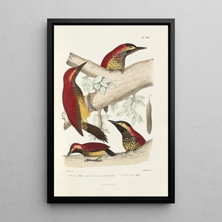 Alfred Malherbe - Monographie des picides pl41.webp