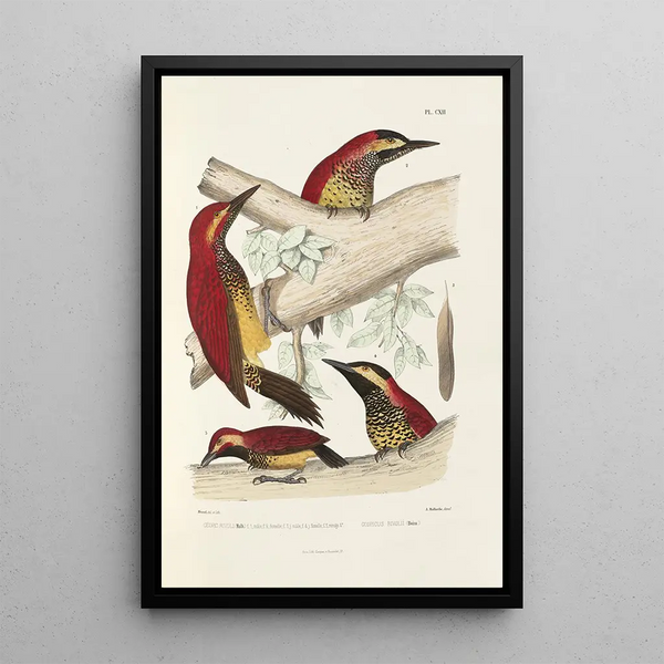 Monografie van de picides pl41 - Alfred Malherbe — ingelijst kunstwerk aan de muur