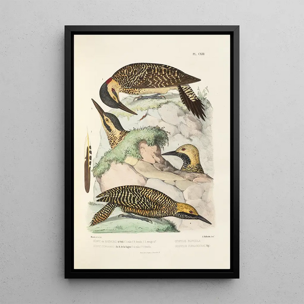 Reproductie van het schilderij Monografie van de picides pl42 - Alfred Malherbe
