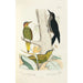 Monografie des picides pl43 - Alfred Malherbe — weergave van het kunstwerk