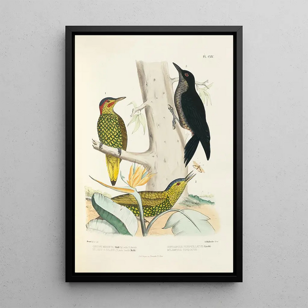 Monografie des picides pl43 - Alfred Malherbe — ingelijst kunstwerk aan de muur