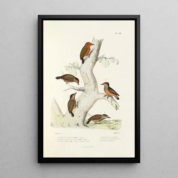 Monografie des picides pl44 - Alfred Malherbe — ingelijst kunstwerk aan de muur
