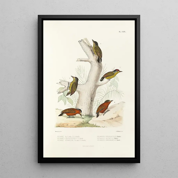Monografie des picides pl48 - Alfred Malherbe — ingelijst kunstwerk aan de muur