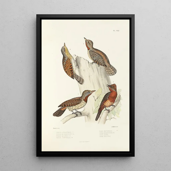 Monografie des picides pl50 - Alfred Malherbe — ingelijst kunstwerk aan de muur