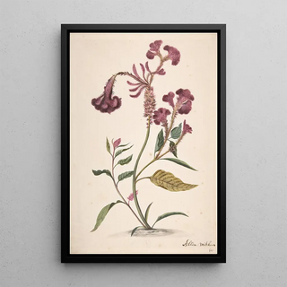 Alida Withoos - Study of a Hanekam.webp