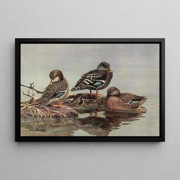 African Yellow-billed Duck African Black Duck Meller's Duck - Allan Brooks — framed artwork on a wall