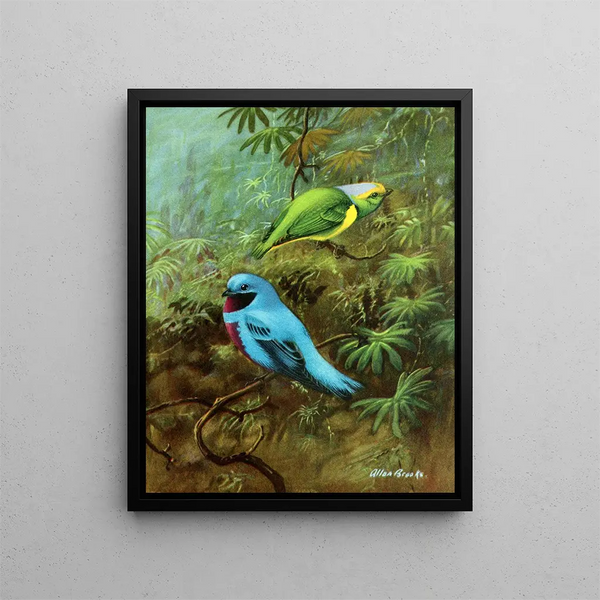 Tangara of Costa Rica and pretty cotinga - Allan Brooks — framed artwork on a wall