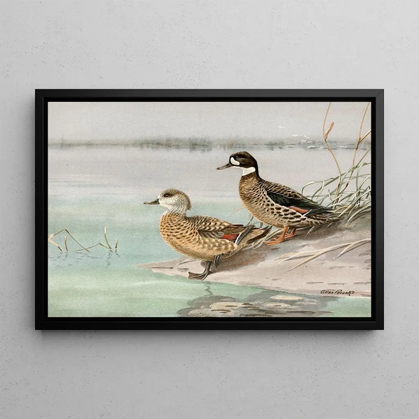 Hupped duck, bronze-winged duck - Allan Brooks — framed artwork on a wall