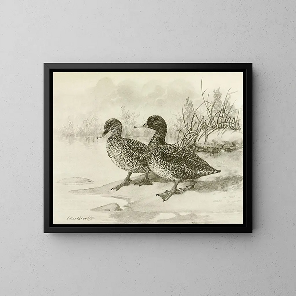 Spotted Duck - Allan Brooks — framed artwork on a wall