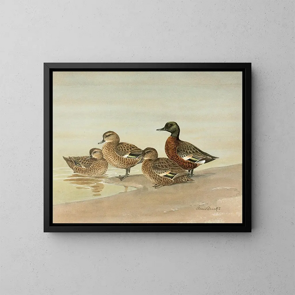 Duck with chestnut breast - Allan Brooks — framed artwork on a wall